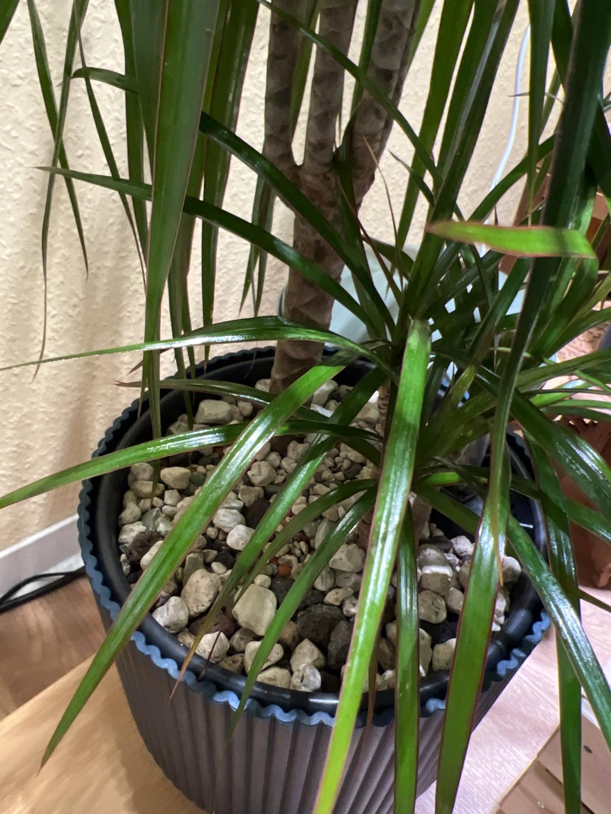 Eleganter Topf für Monstera