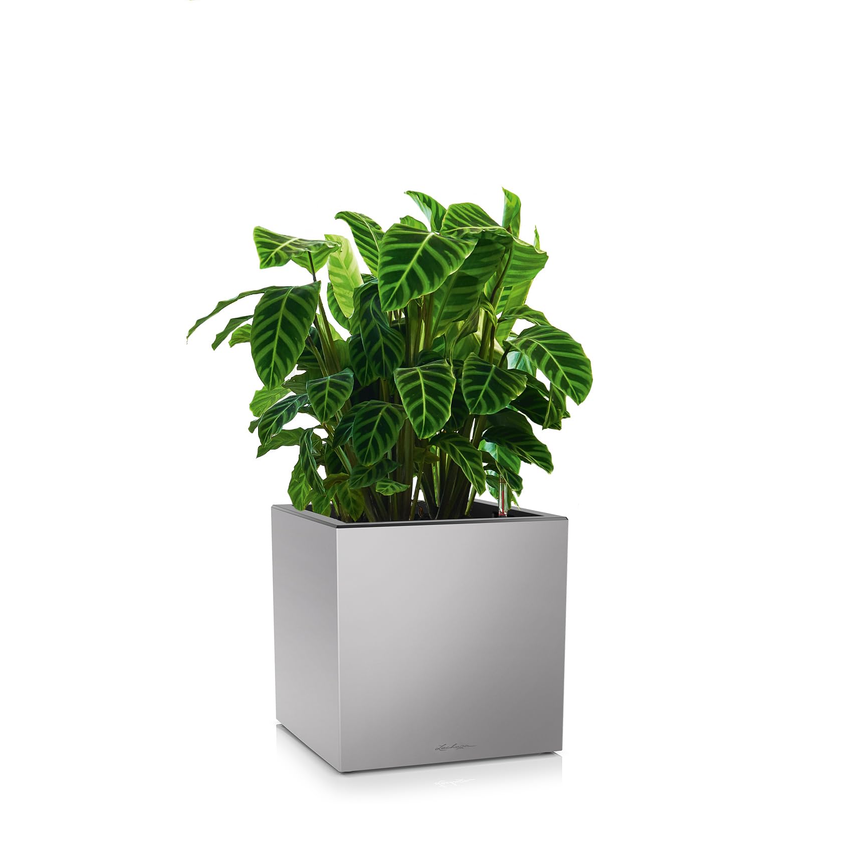 lechuza-canto-premium-40-low-pflanzw-rfel-silber-metallic-40x40x40-cm image 2