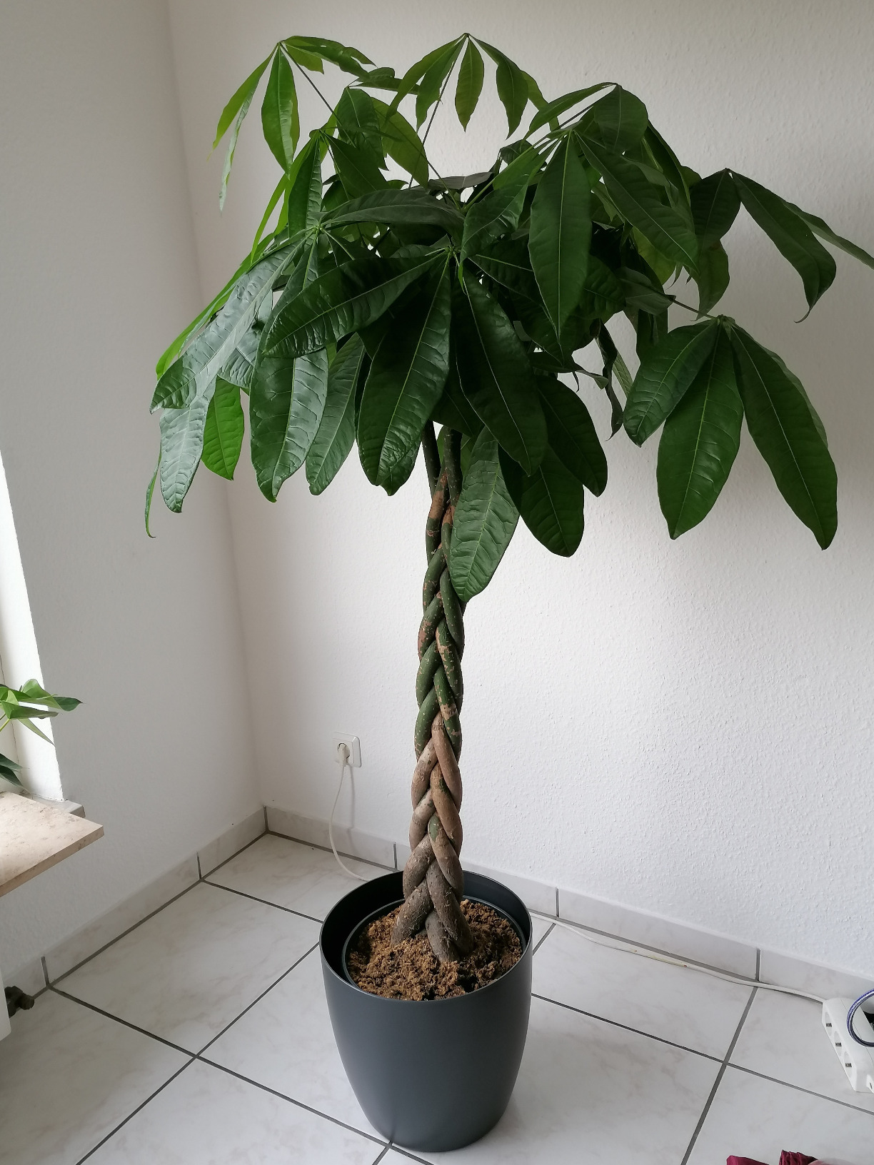 Perfekt für große Pflanzen