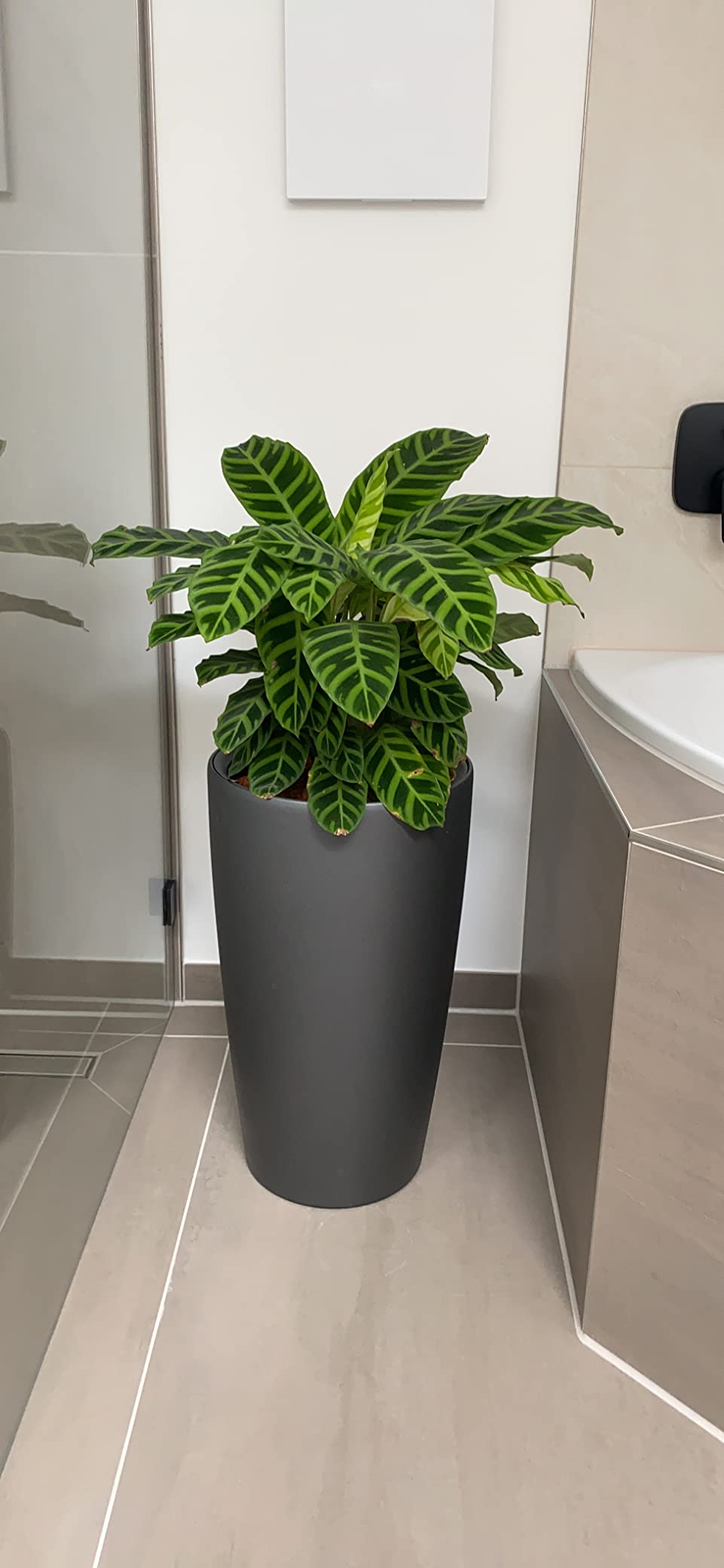 Meine Monstera liebt es