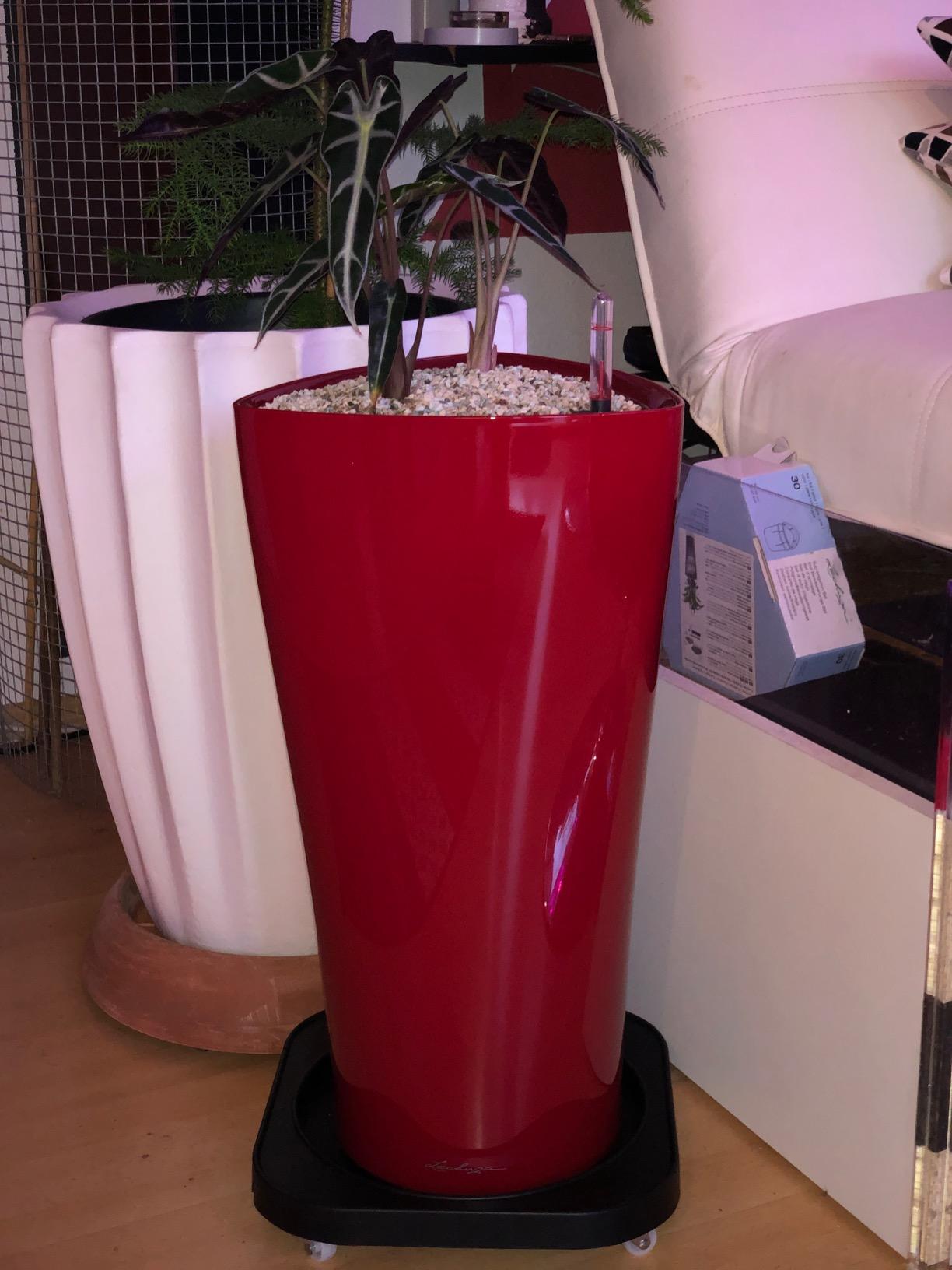 Perfektes Geschenk