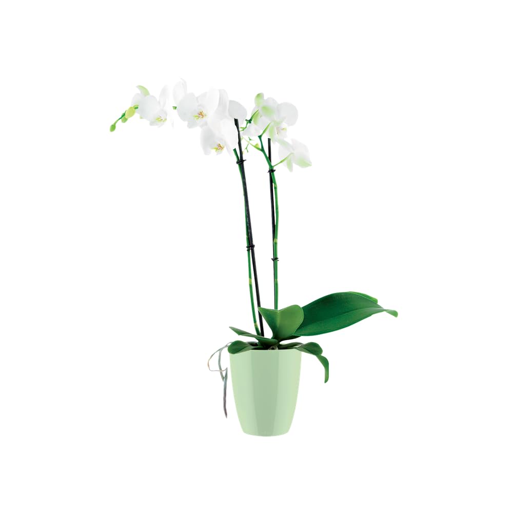 elho-brussels-diamond-orchidee-hoch-12-5-cm-gr-n image 6