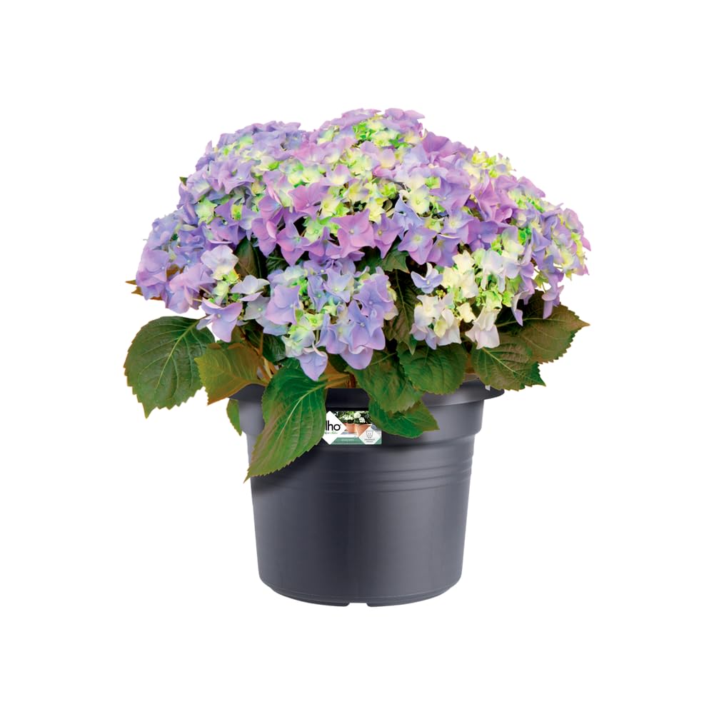 elho-green-basics-cilinder-55cm-blumentopf-living-schwarz-54-3-x-h-41-2-cm image 3