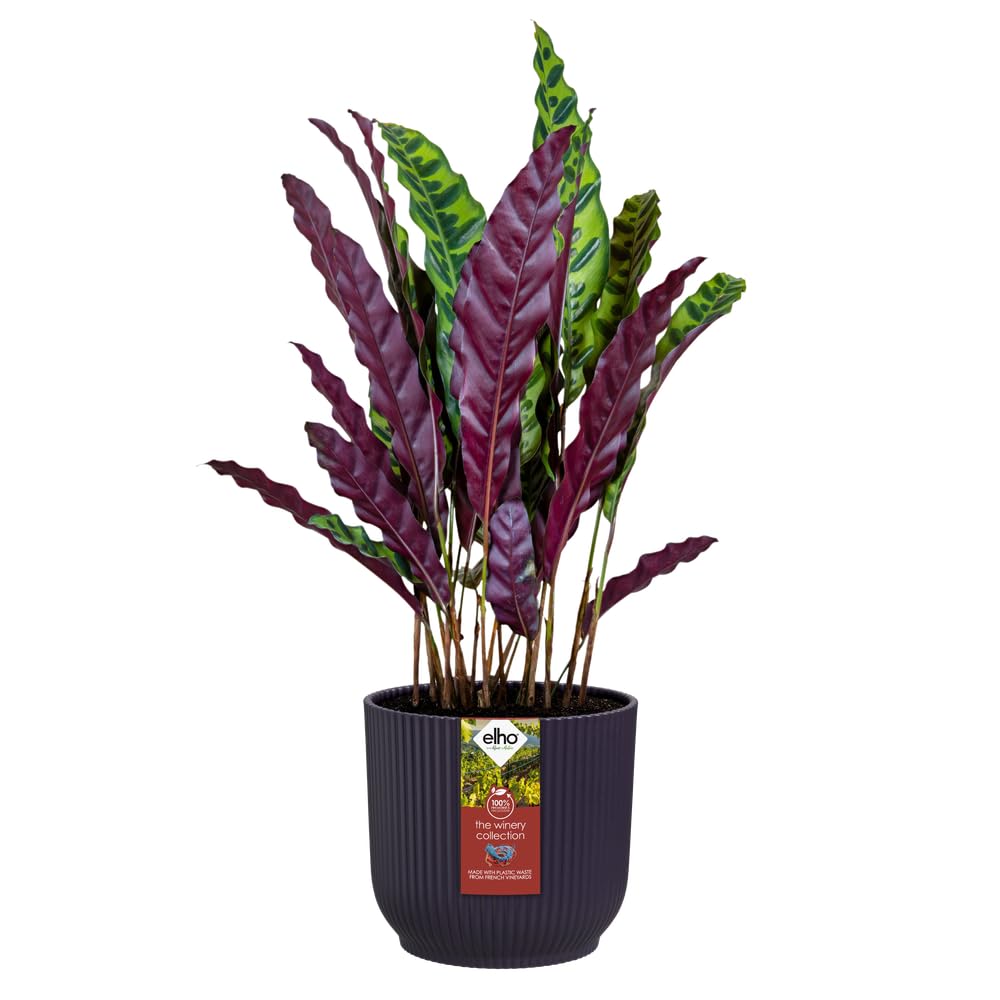 elho-the-winery-collection-22cm-dunkelviolett-blumentopf image 3