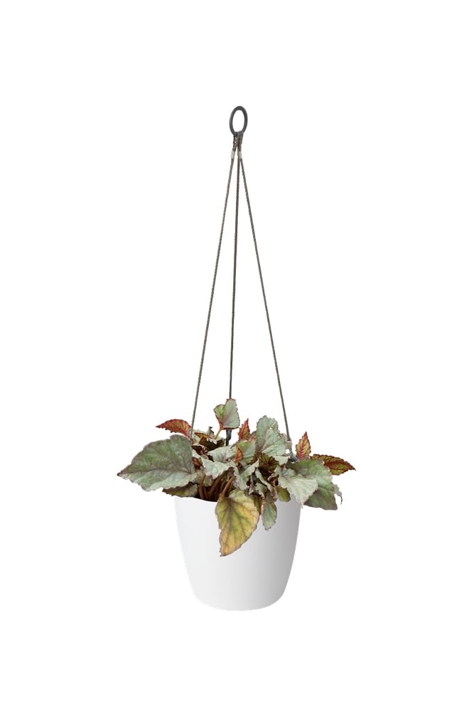 elho-brussels-h-ngeampel-18-cm-blumentopf-wei image 4