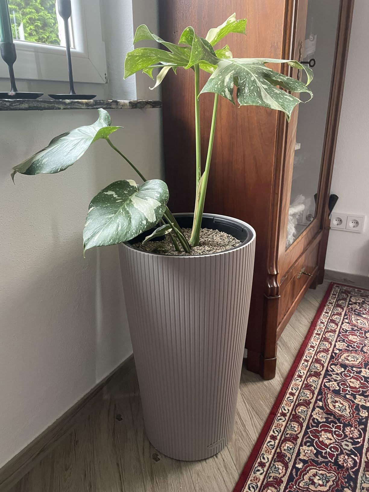 Kippelig mit hoher Pflanze