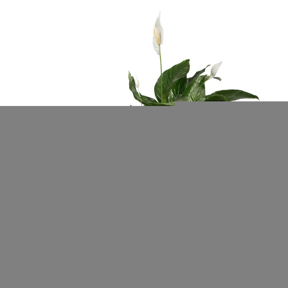 elho-brussels-rund-25-blumentopf-2er-set-anthracite-25-x-h-31-cm image 5