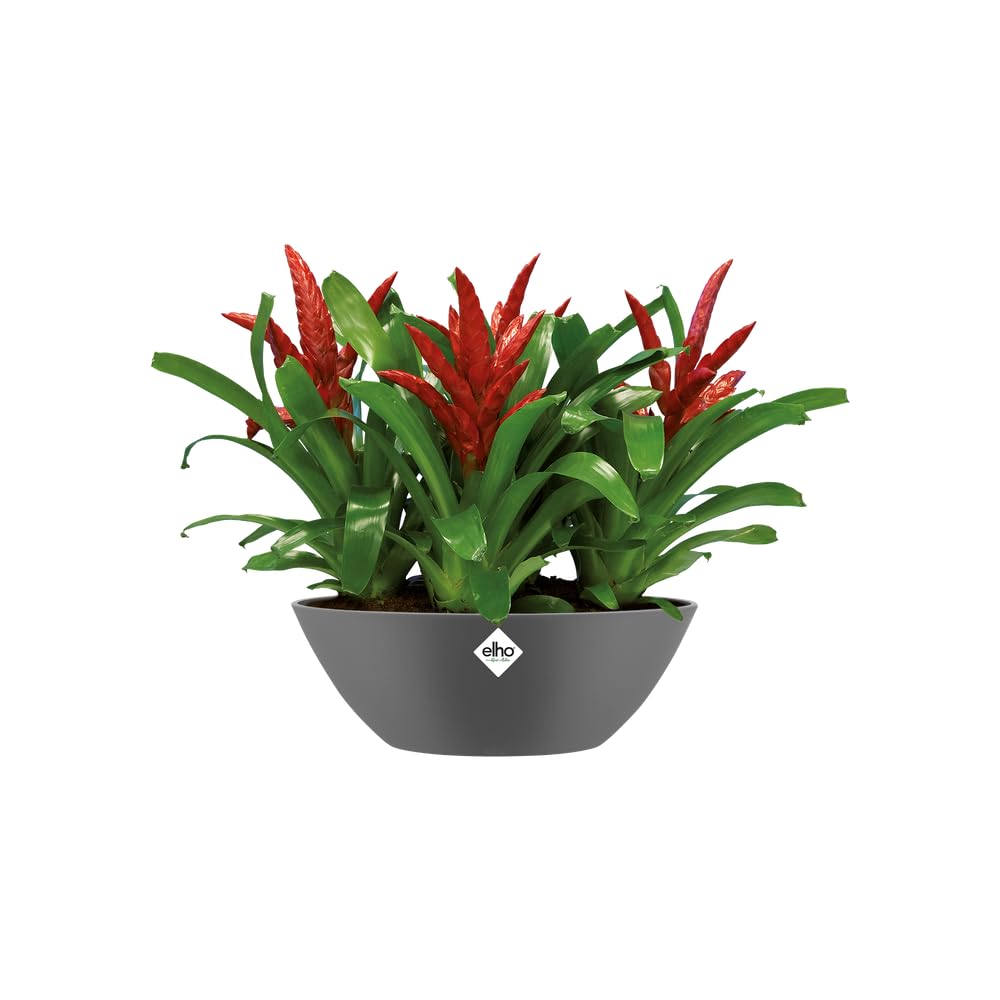 elho-brussels-oval-20-blumentopf-anthrazit-20-5-x-h-10-4-cm-pflanzschale-f-r-inn image 3