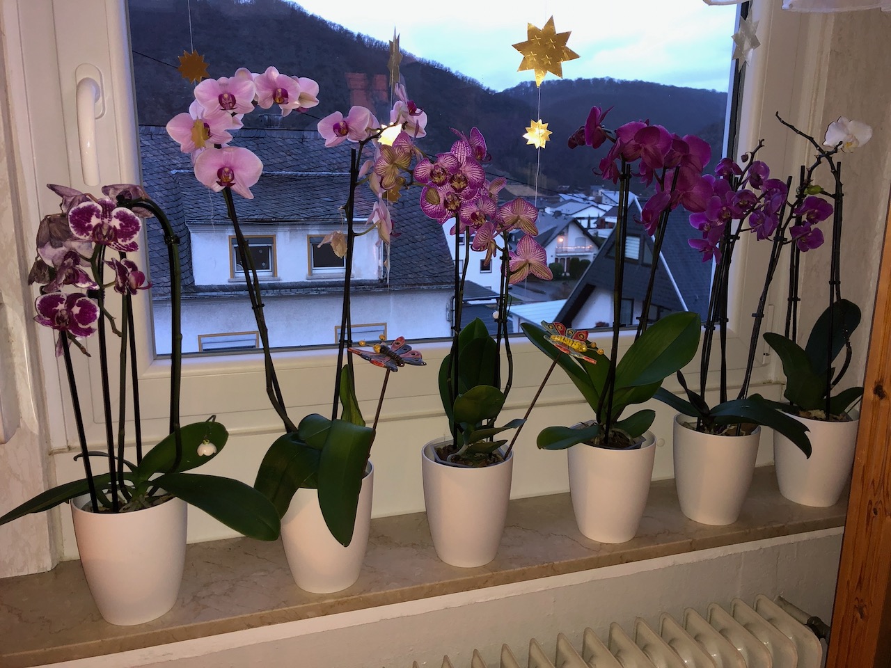 Perfekter Sitz für meine Phalaenopsis