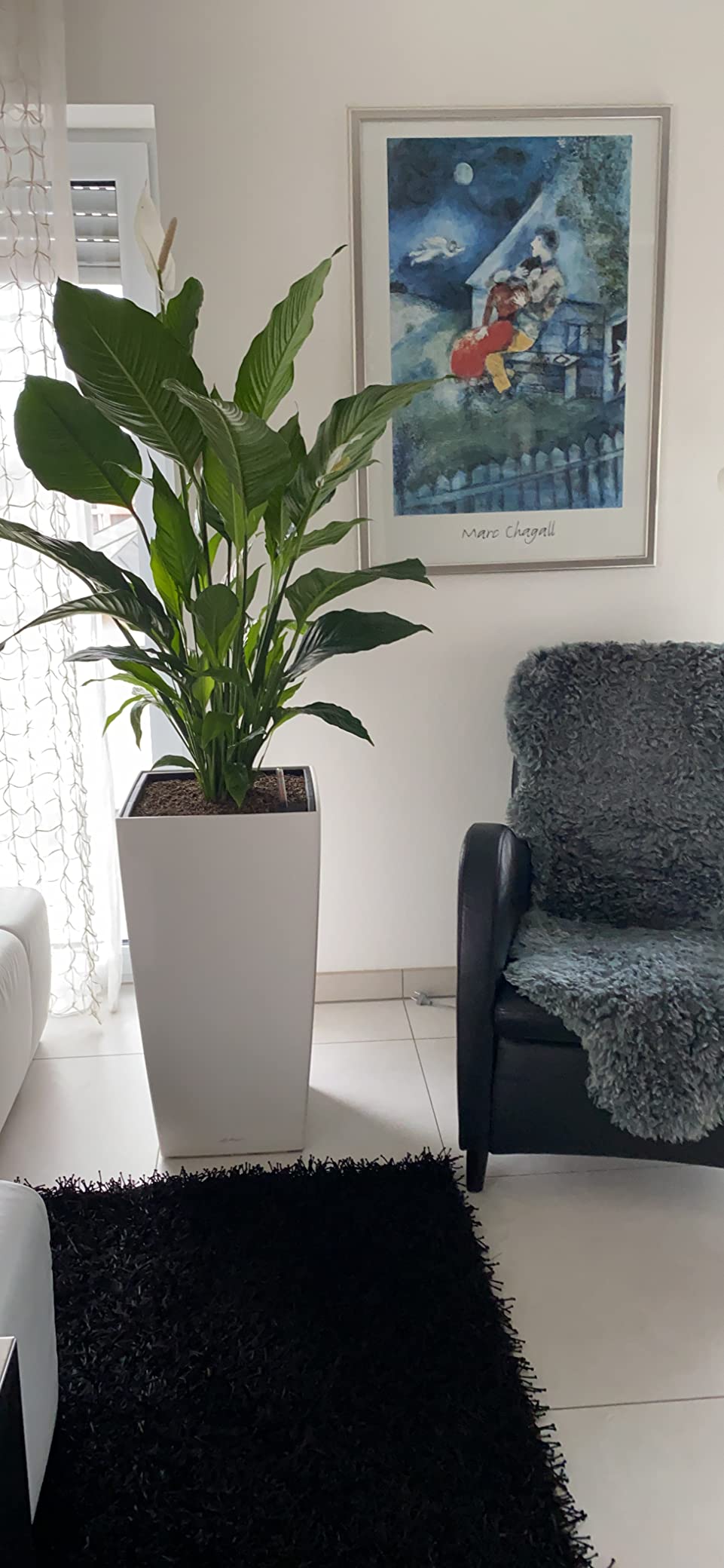 Meine Monstera liebt ihn