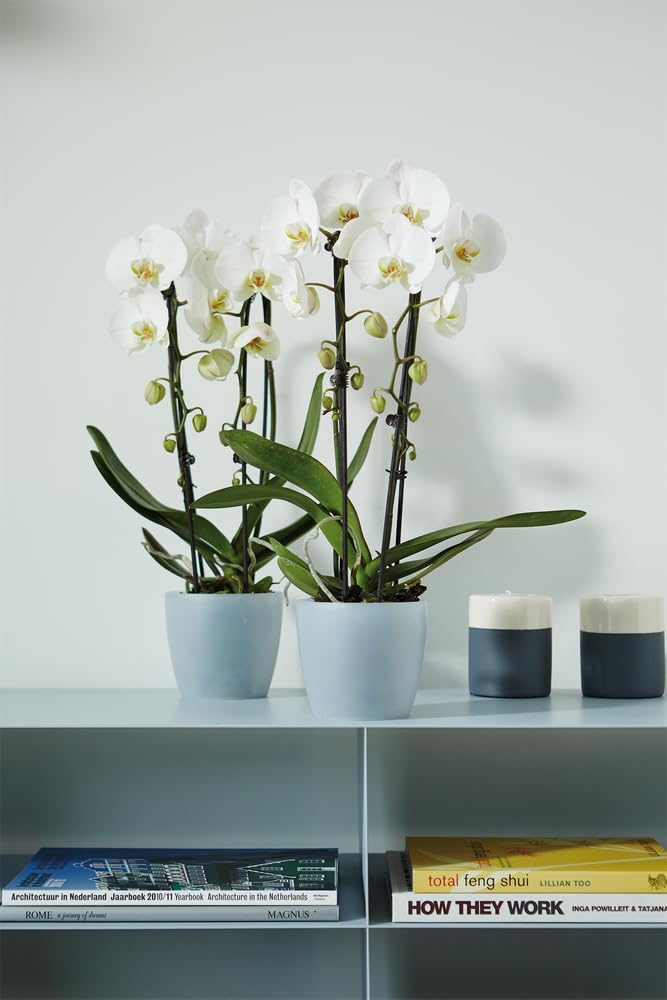 elho-brussels-orchidee-12-5cm-blumentopf-transparent-13-x-h-11-5-cm image 5