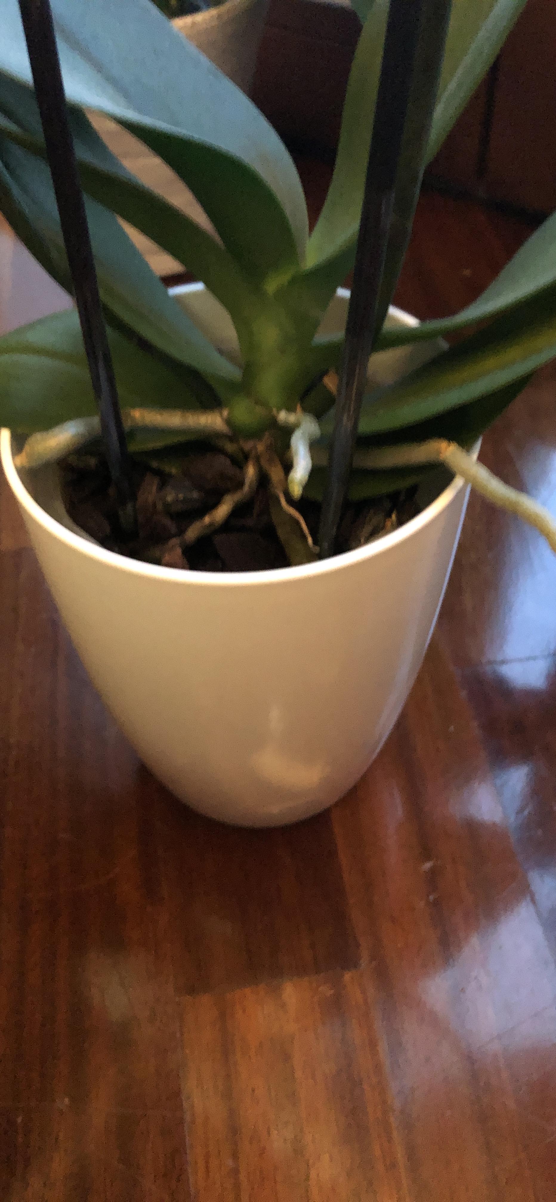 Perfekt für meine Phalaenopsis