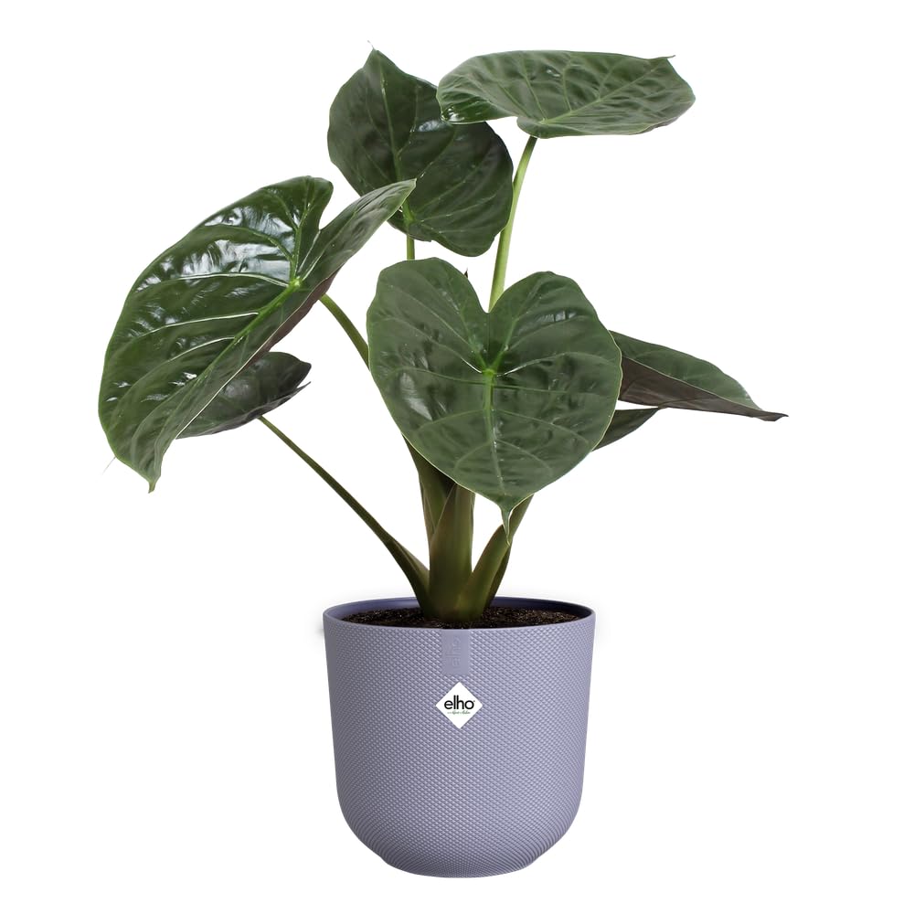 elho-jazz-rund-26-cm-blumentopf-lavendel-lila image 3