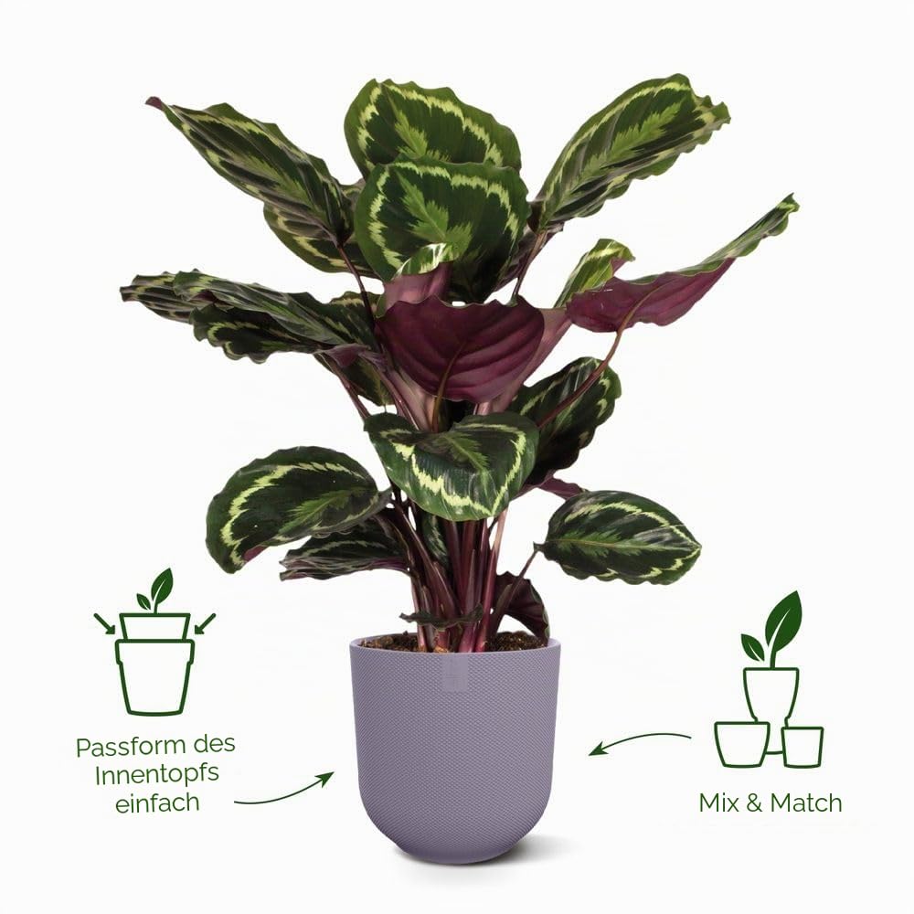 elho-jazz-rund-26-cm-blumentopf-lavendel-lila image 2