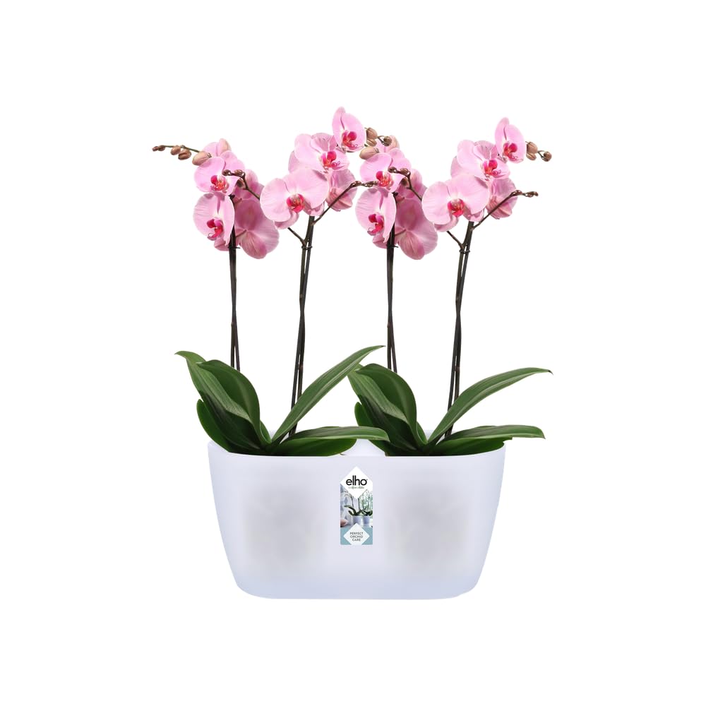 elho-brussels-orchidee-duo-25-blumentopf-transparent image 3