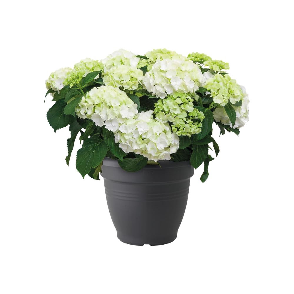 elho-green-basics-campana-30-blumentopf-29-2-x-h-23-cm-lebhaft-schwarz-f-r-drau- image 6