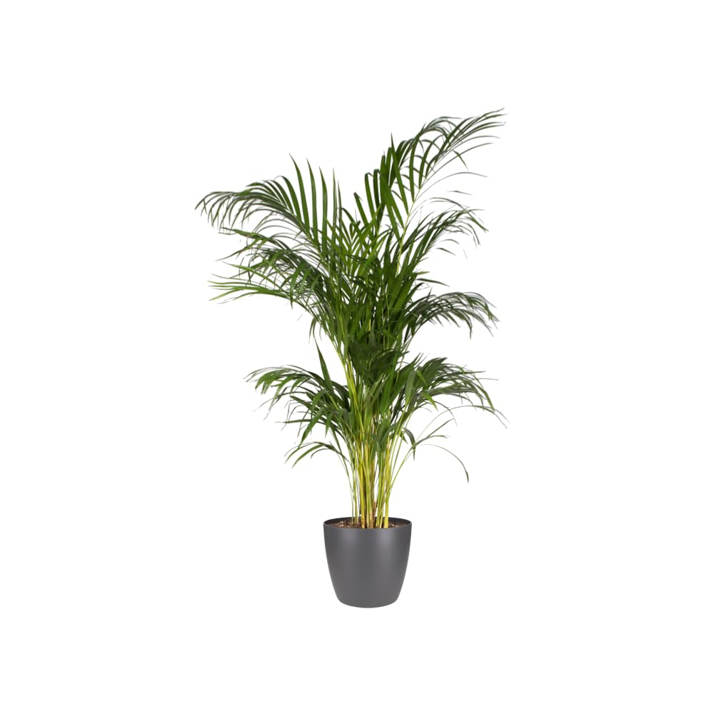 elho-brussels-rund-25-blumentopf-2er-set-anthracite-25-x-h-31-cm image 6
