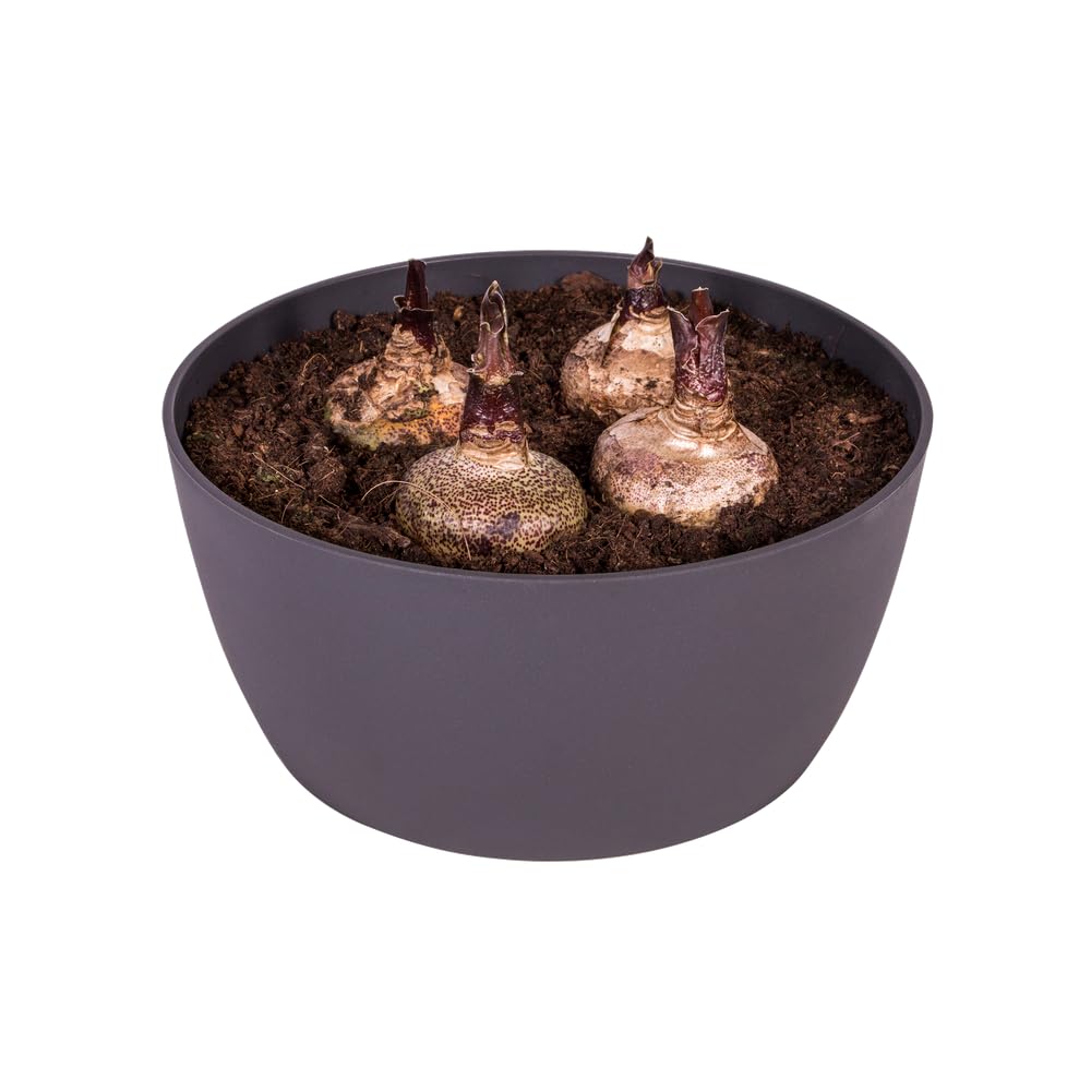 elho-brussels-schale-23-cm-anthracite-pflanzschale-22-9-x-h-10-8-cm image 7