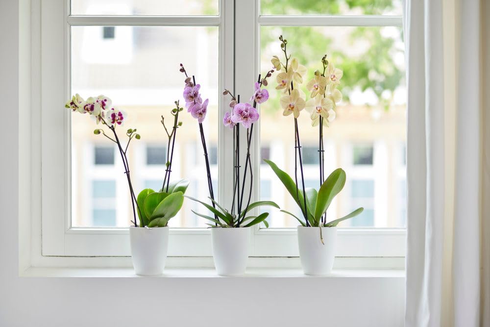 elho-brussels-orchidee-hoch-12-5-cm-orchideentopf-wei-12-5-x-h-15-5-cm-f-r-innen image 6
