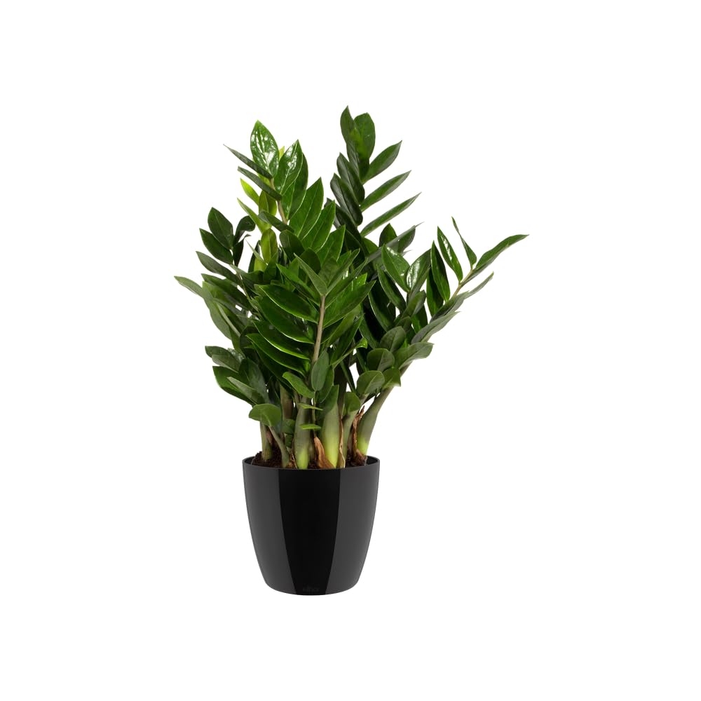 elho-brussels-diamond-rund-22-cm-blumentopf-schwarz-metallic image 6