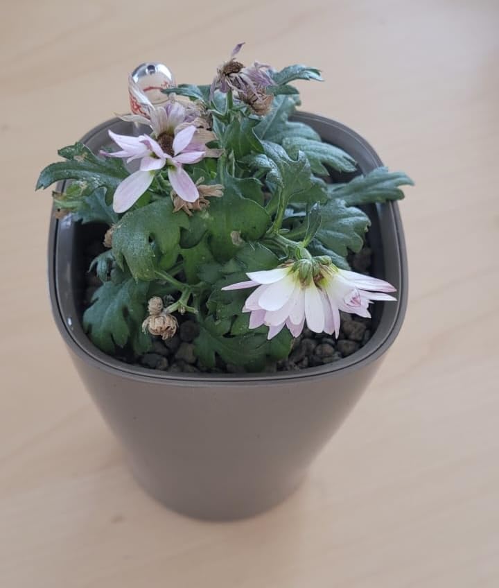 Geschenk-hit