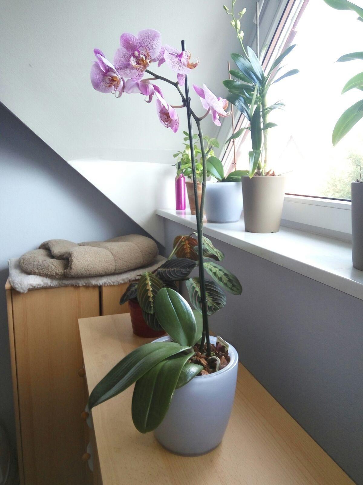 Perfekt für Orchideen
