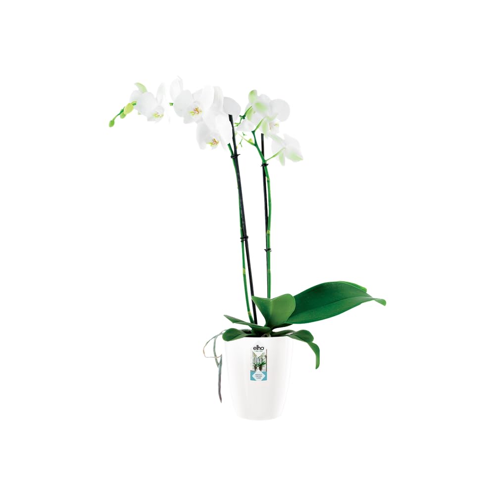 elho-brussels-diamond-orchidee-hoch-12-5-blumentopf-wei-12-5-x-h-15-cm image 3