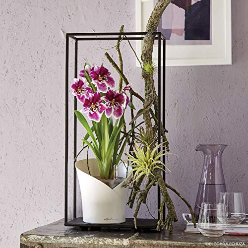 lechuza-orchidea-bertopf-18-x-h-20-cm-wei image 7