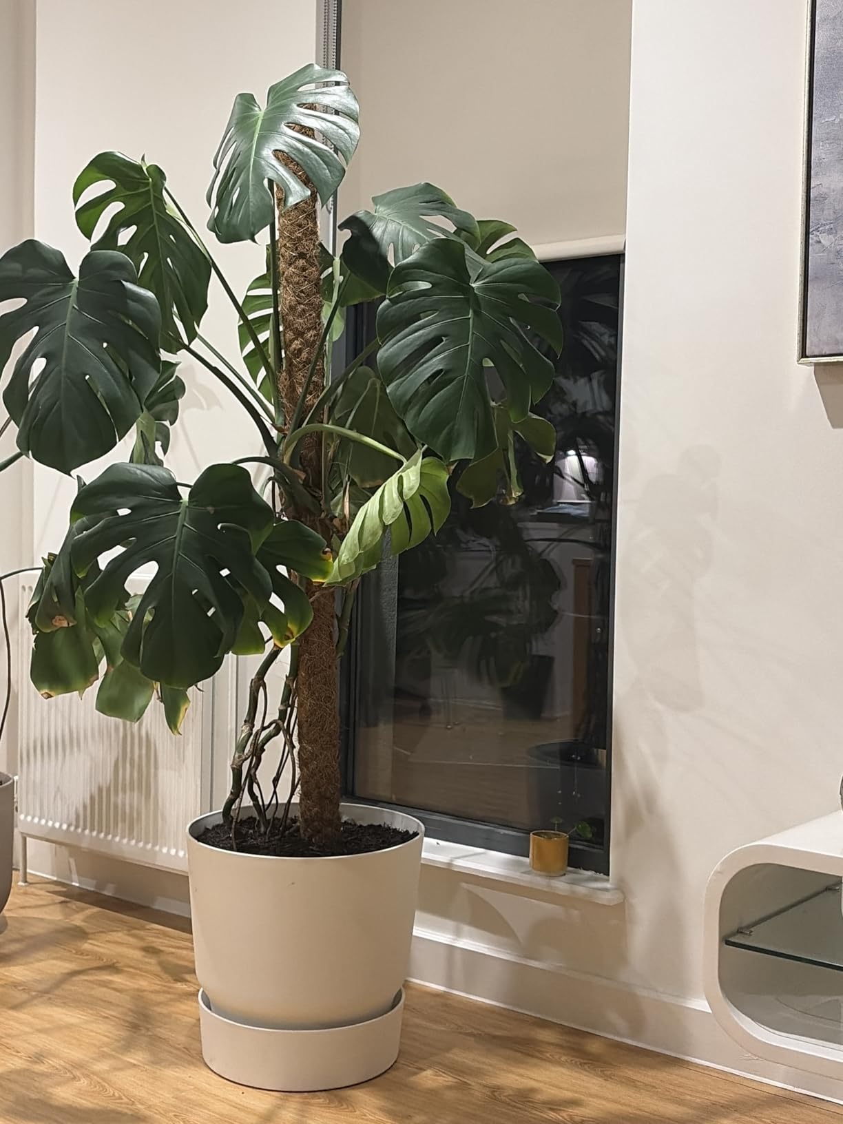 Ideal für die Fensterbank