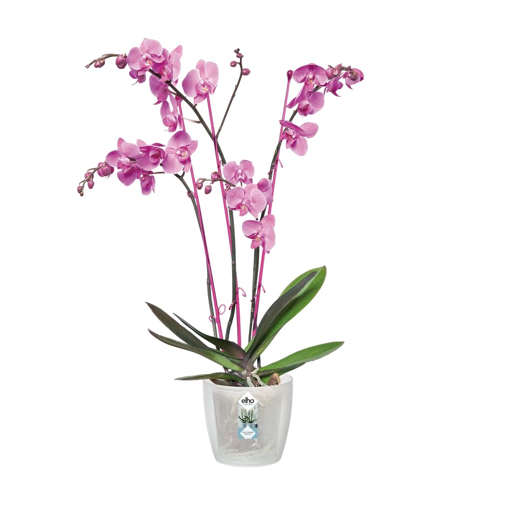 elho-brussels-orchidee-12-5cm-blumentopf-transparent-13-x-h-11-5-cm image 3