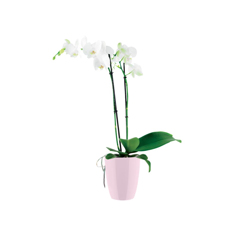 elho-brussels-diamond-orchidee-topf-hoch-10-5-cm-rosa image 6