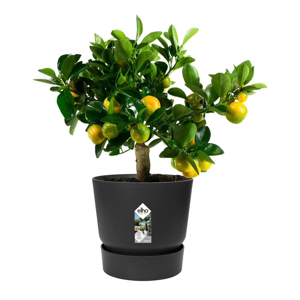 elho-greenville-rund-30-blumentopf-2er-set-living-schwarz-29-5-x-h-36-2-cm image 8