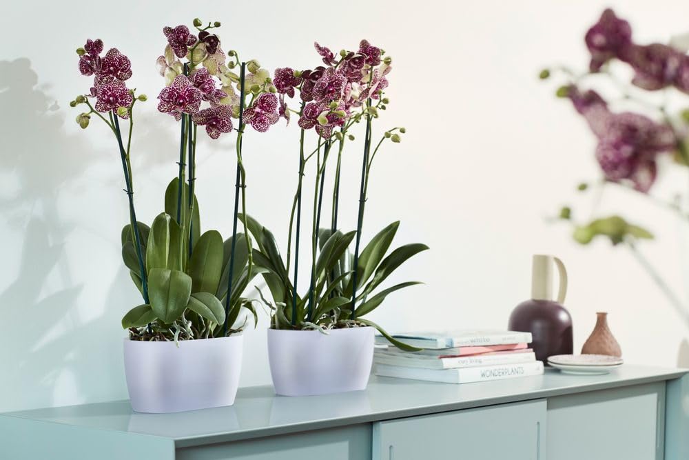 elho-brussels-orchidee-duo-25-blumentopf-transparent image 5