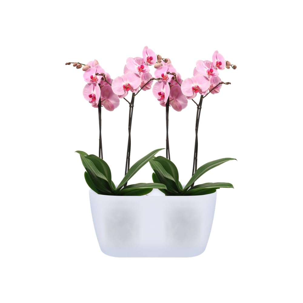 elho-brussels-orchidee-duo-25-blumentopf-transparent image 6