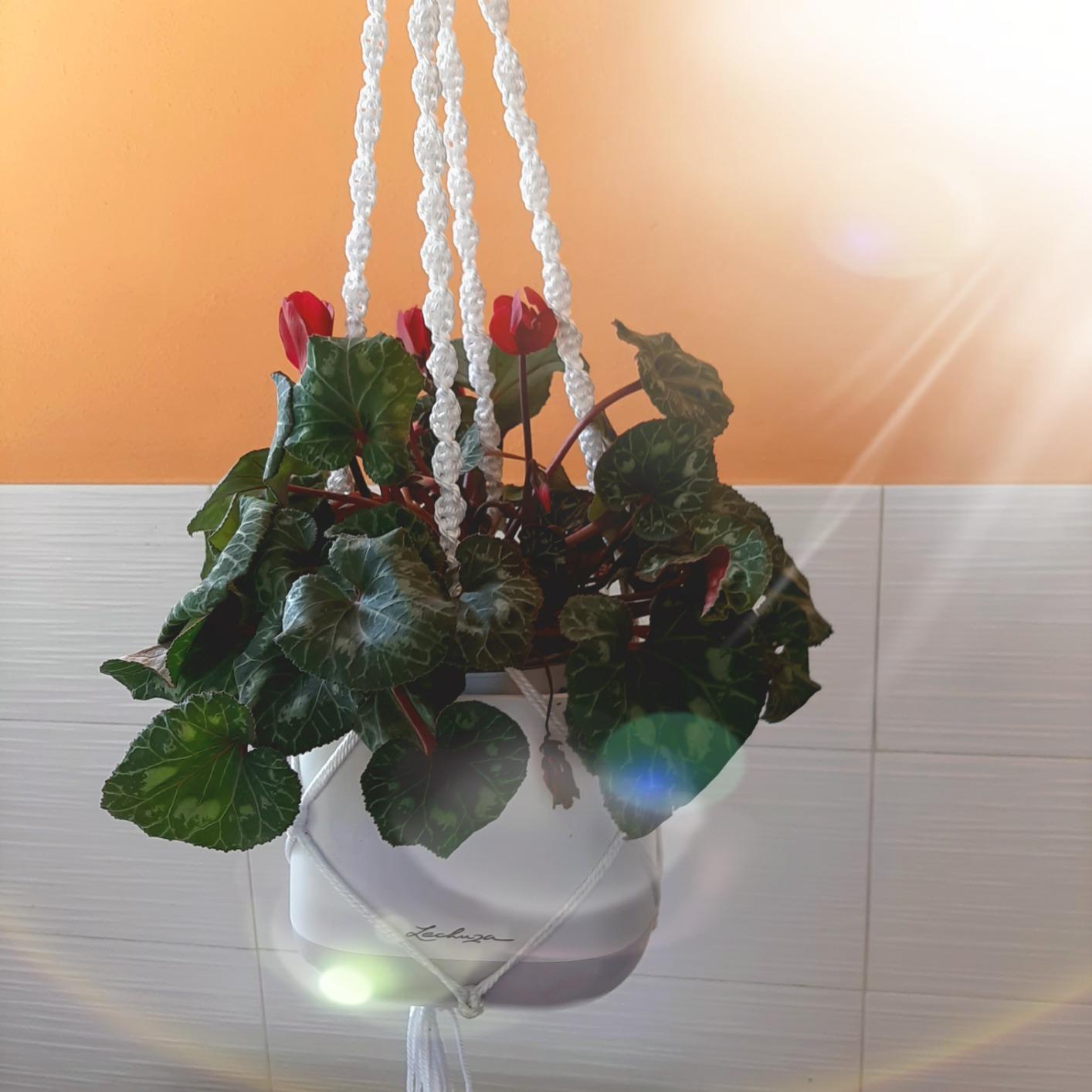 Wunderschöne Blumenampel