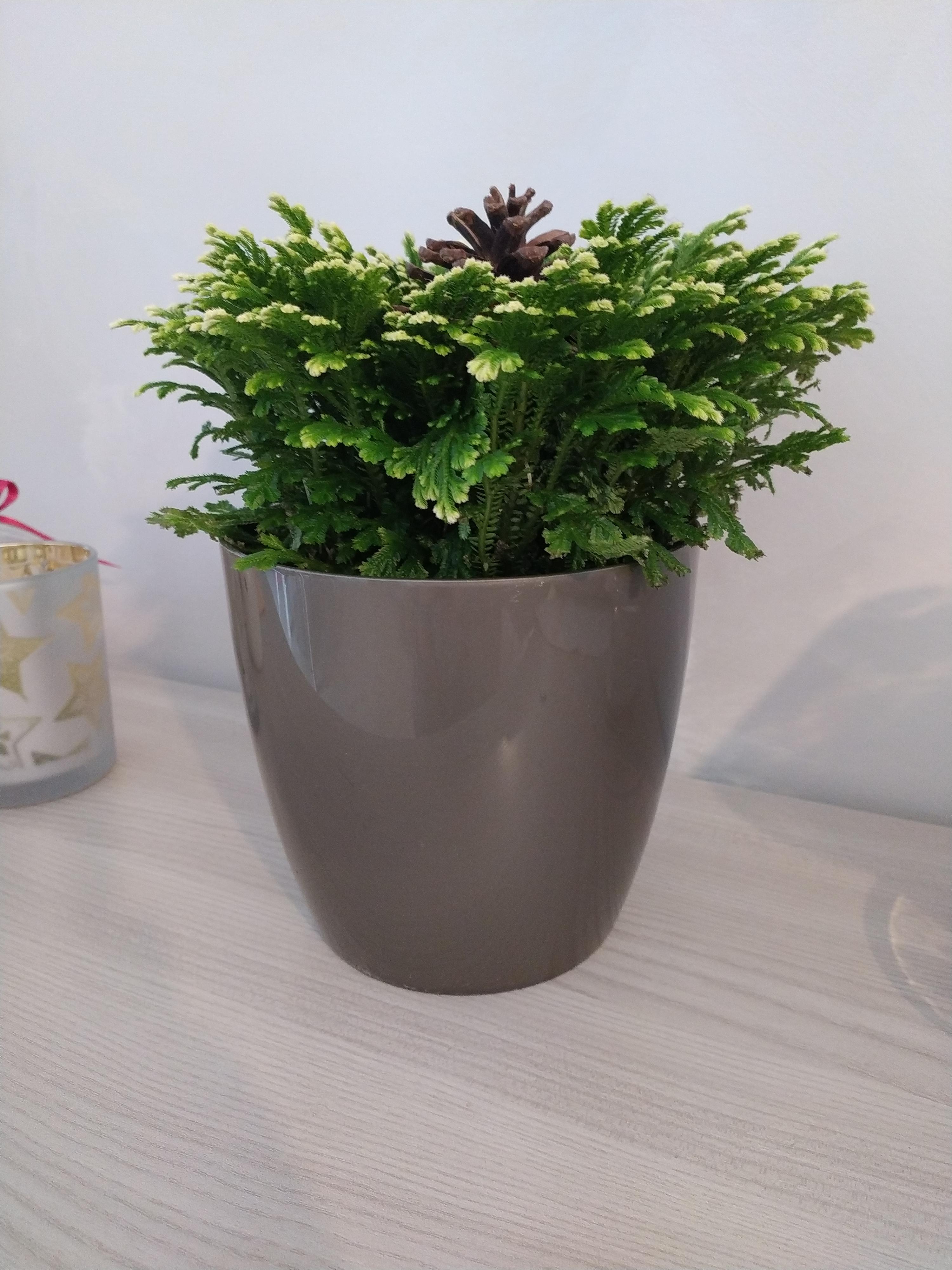 Nachhaltig und schön – meine dritte Bestellung, immer wieder begeistert von Form, Farbe und Passgenauigkeit für alle Zimmerpflanzen im Haus und auf dem Balkon.
