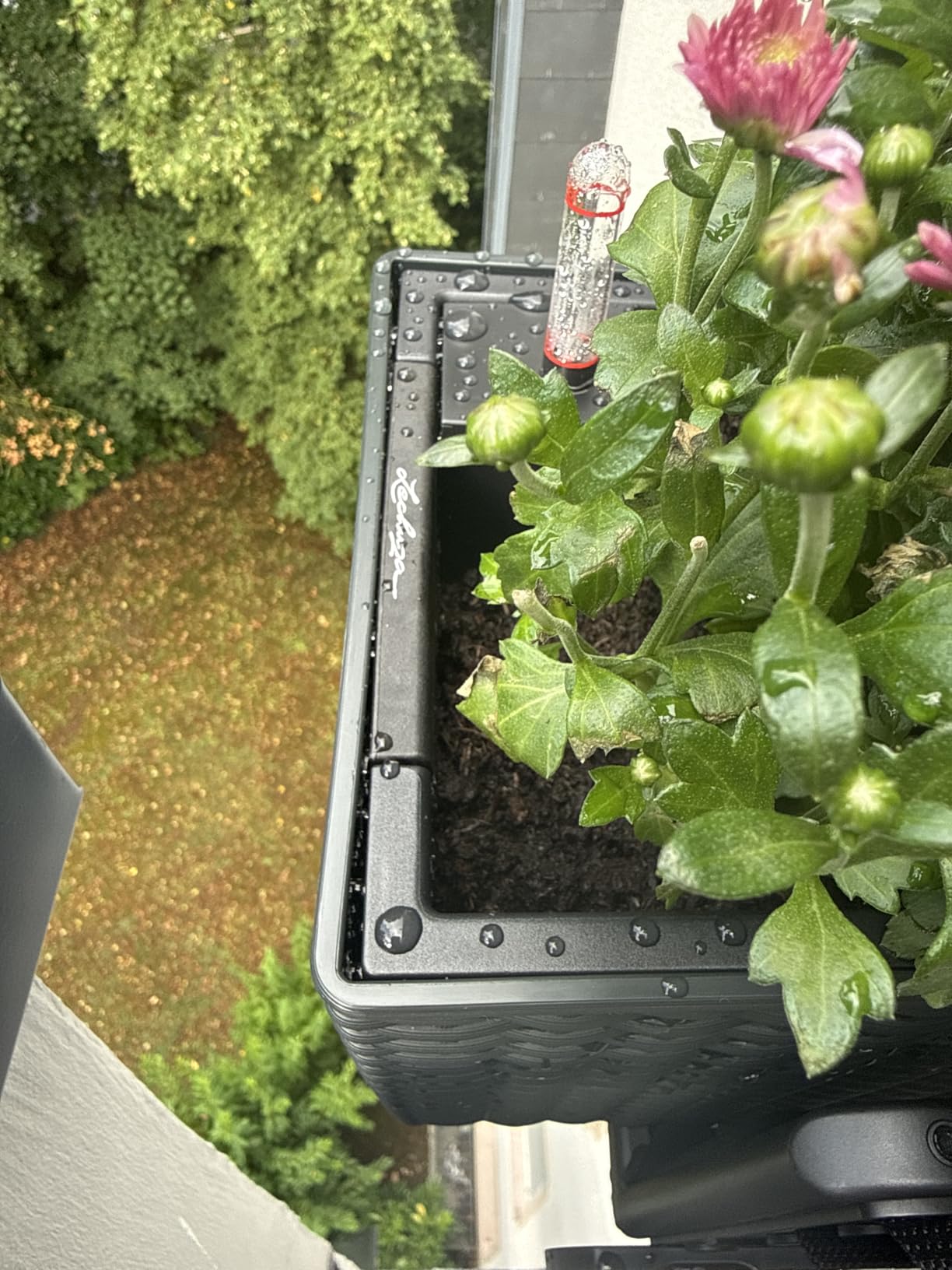 Traumhafter Blumenkasten