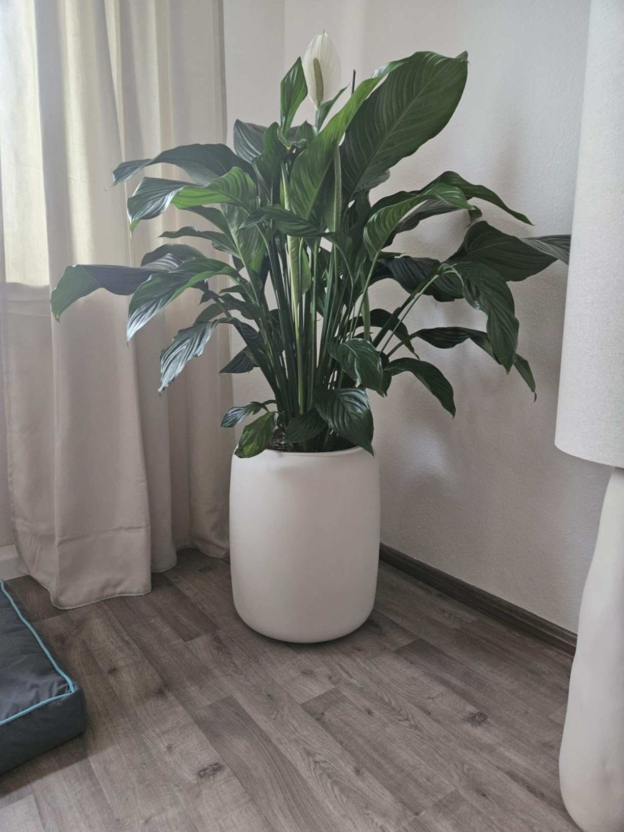 Wunderschöner Topf für mein Wohnzimmer