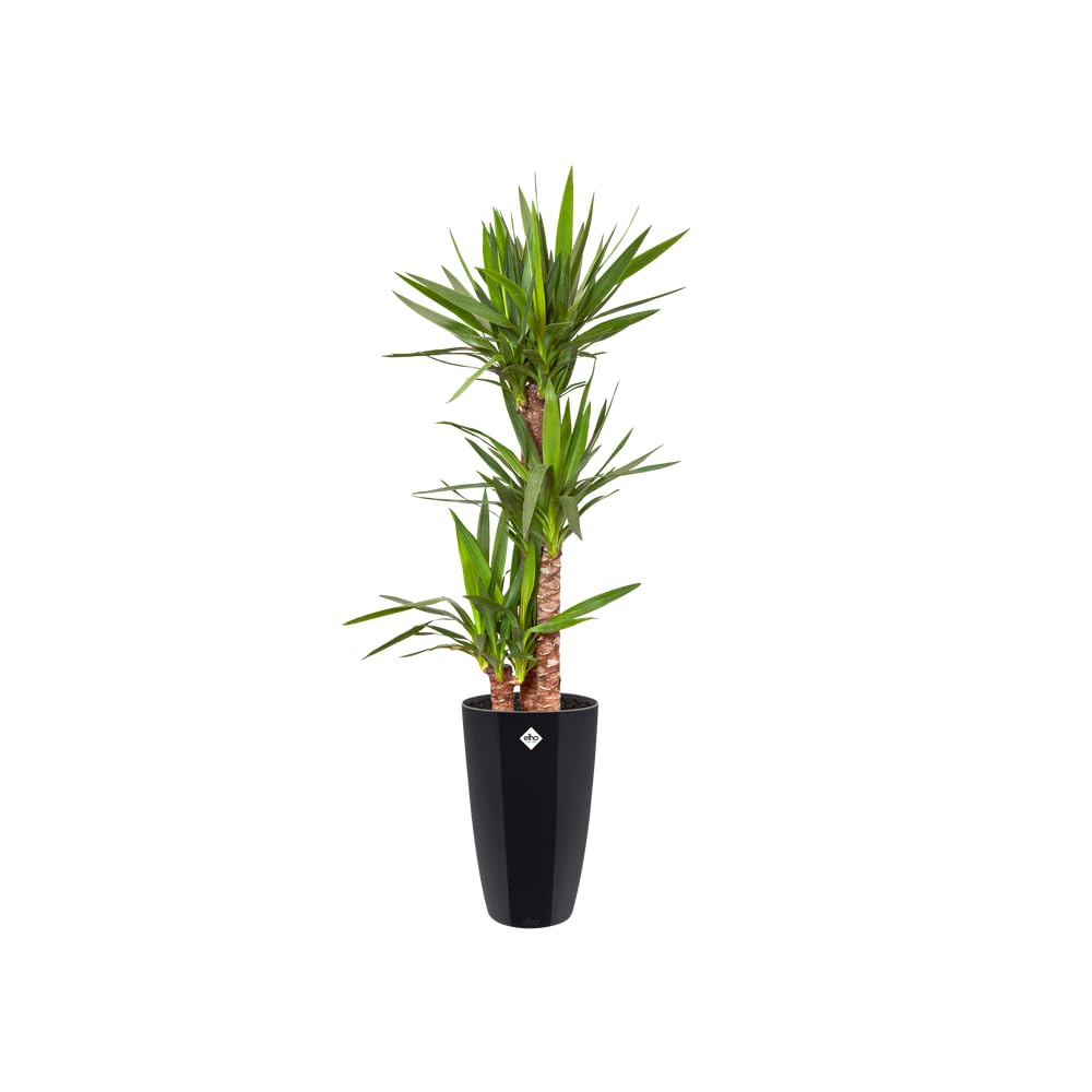 elho-brussels-diamond-rund-hoch-27-blumentopf-metallic-schwarz image 4