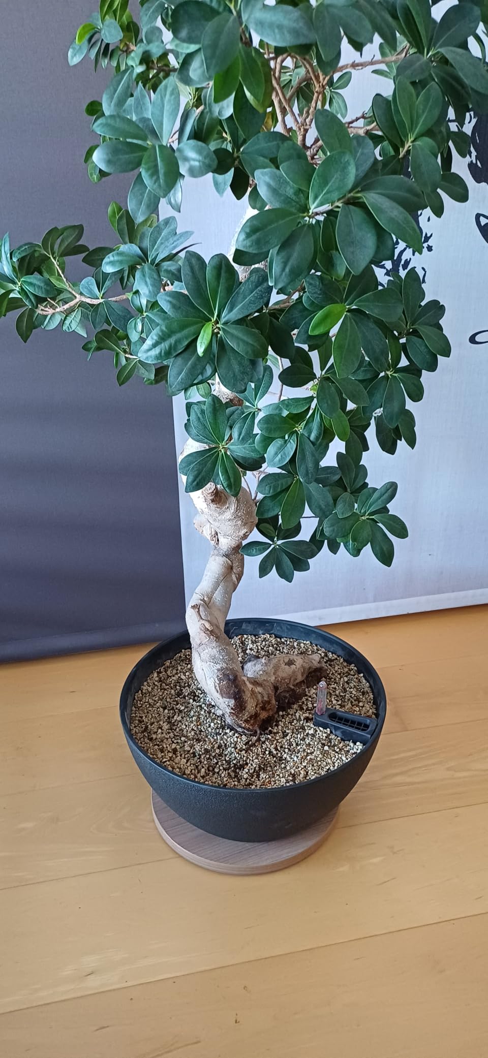 Meine dritte Cubeto