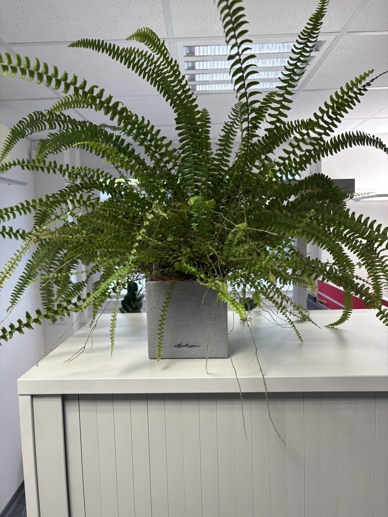 Perfektes Geschenk