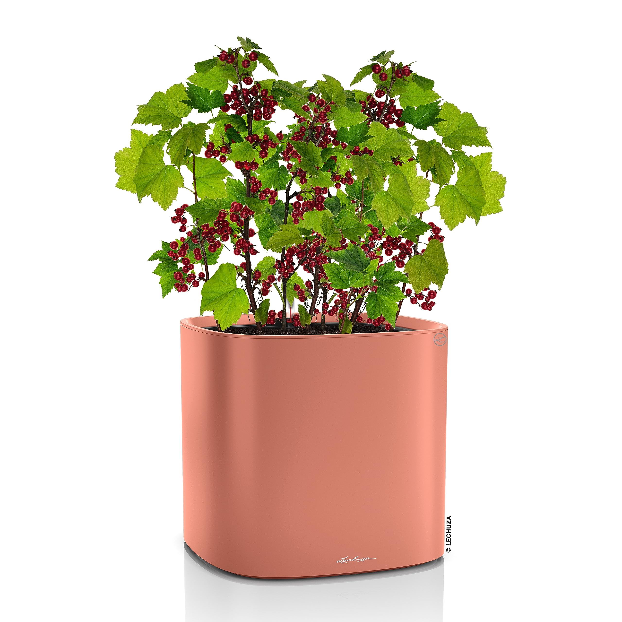 lechuza-pila-color-planter-35-korallrot-35x35x33-cm-mit-bew-sserungssystem image 2