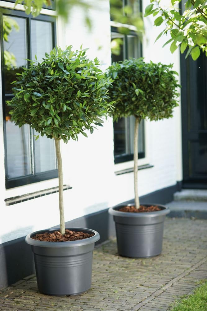 elho-green-basics-cilinder-55cm-blumentopf-living-schwarz-54-3-x-h-41-2-cm image 5