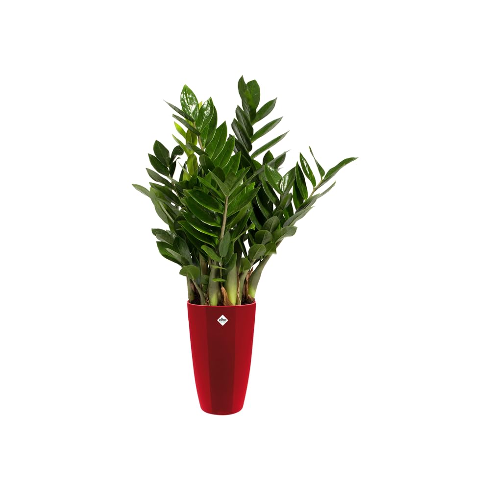 elho-brussels-diamond-rund-hoch-32-blumentopf-31-9-x-h-55-1-cm-lovely-rot-indoor image 7