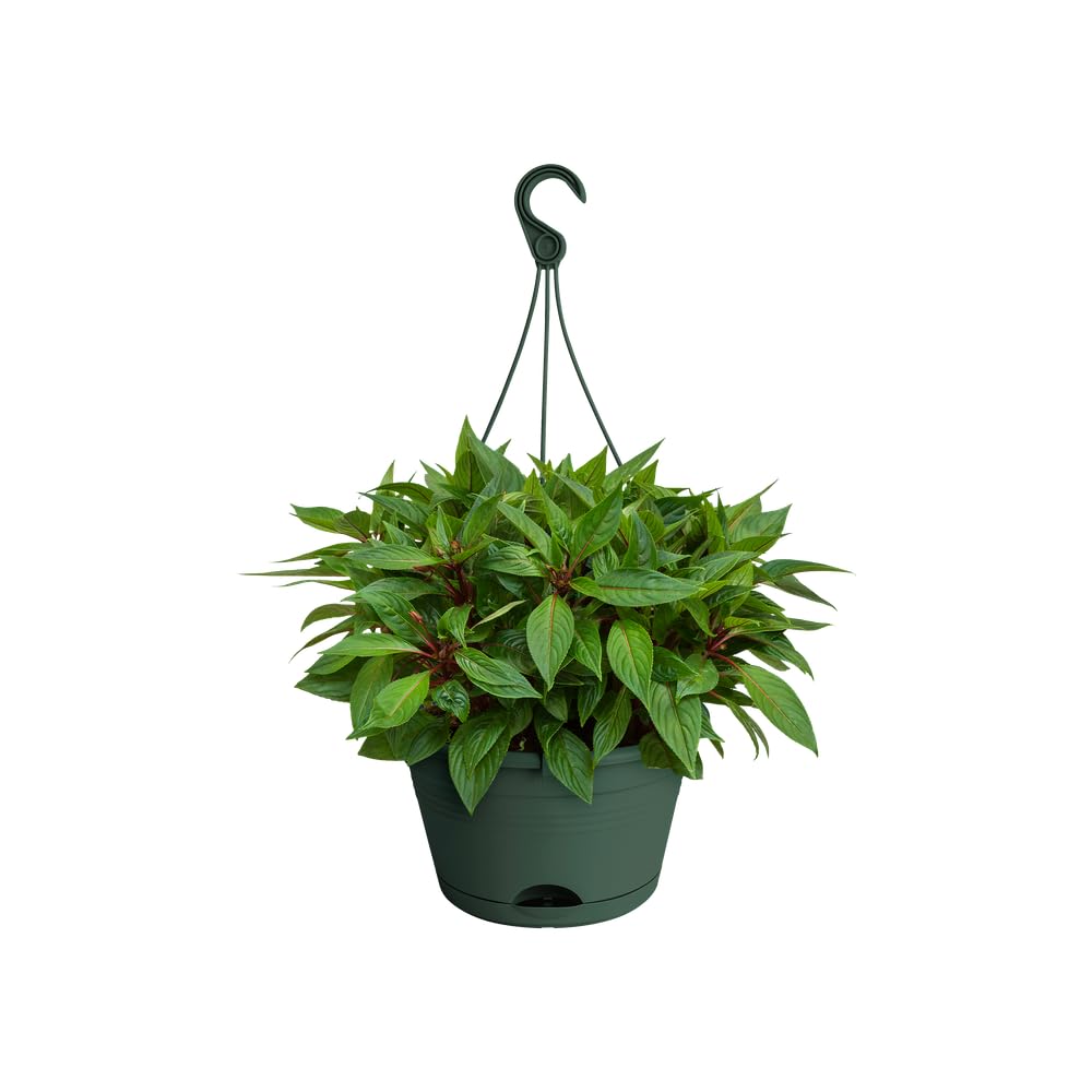 elho-green-basics-h-ngeampel-28cm-balkonkasten-leaf-green image 6