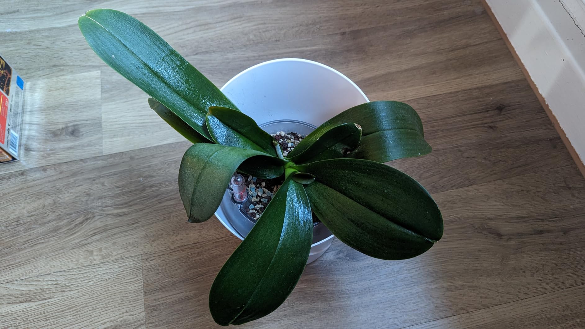 Orchideen sehen wieder edel aus