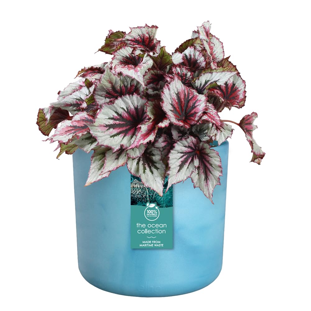 elho-the-ocean-collection-rund-22-cm-blumentopf-atlantikblau image 3