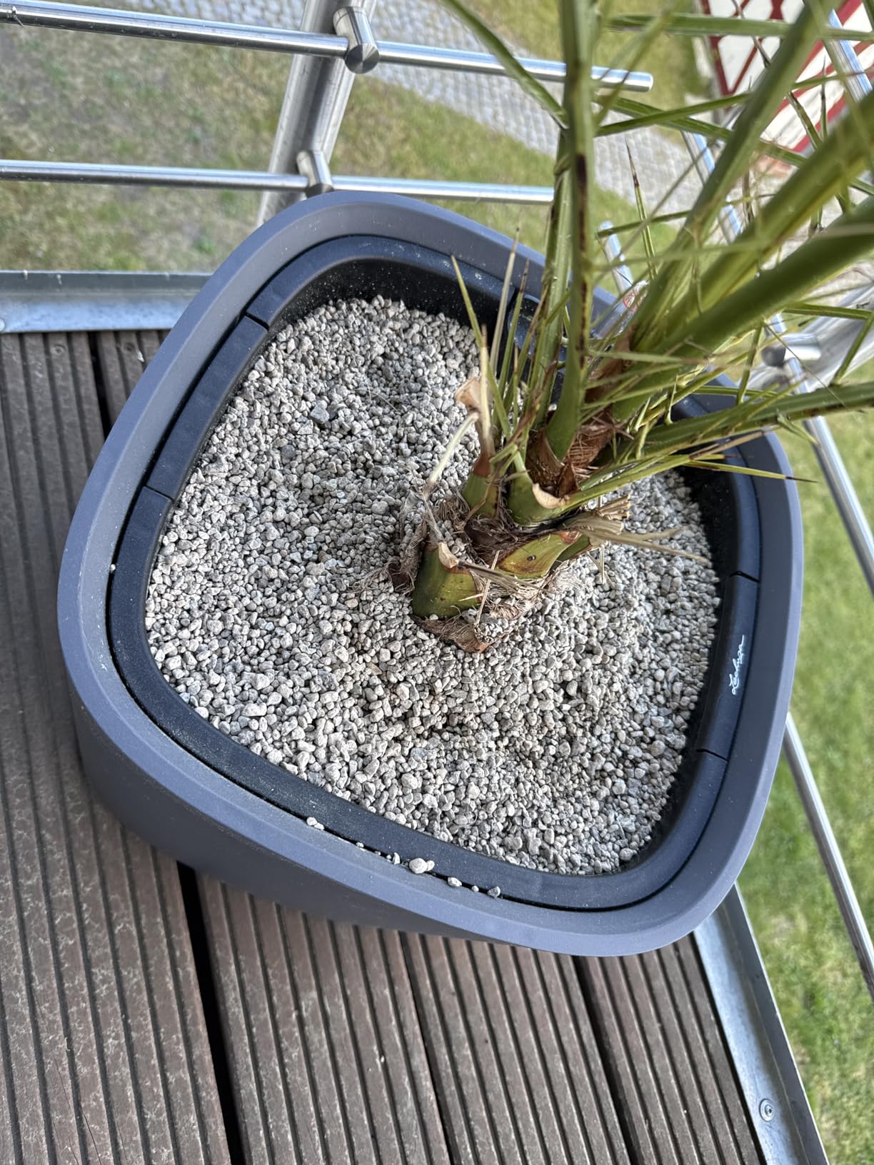 Perfekt für meine Monstera