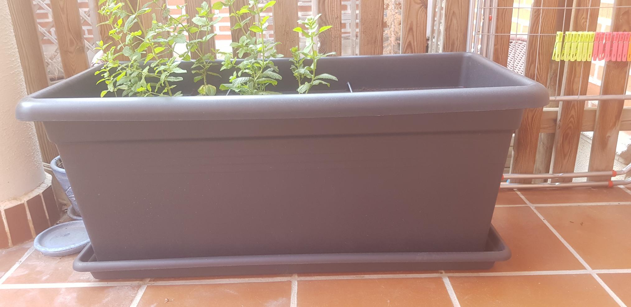 Mini-Gemüsegarten gelingt